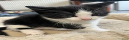 Mixed Breed cats for sale: Stunning Mixed Breed Tuxedo Female kittens - Advert 5