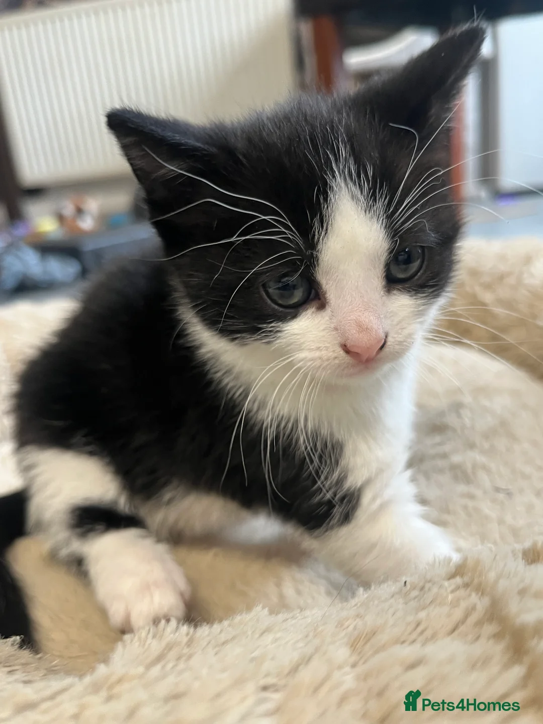 Mixed Breed cats for sale: Stunning Mixed Breed Tuxedo Female kittens - Advert 5