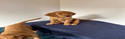 Golden Retriever dogs for sale:  Beautiful red golden retrievers 2 girls  2 boys - Advert 10