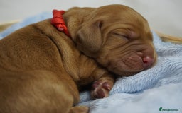 Mixed Breed dogs for sale: Golden Cocker Spaniel  - Image 9
