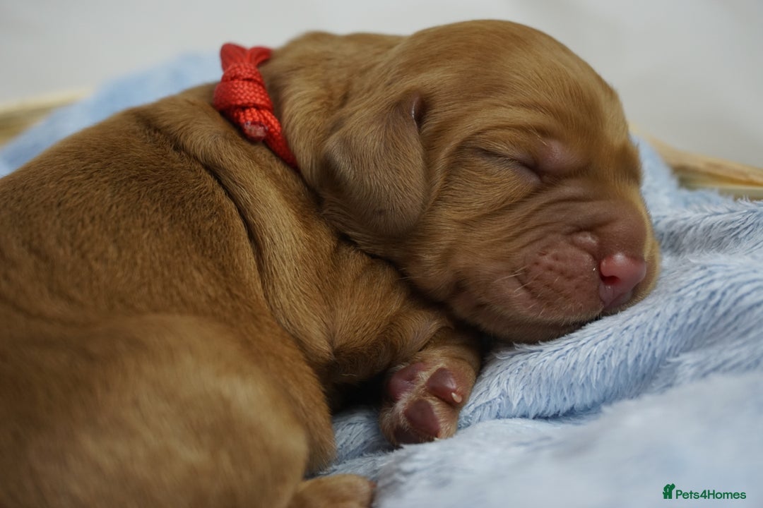 Mixed Breed dogs for sale: Golden Cocker Spaniel  - Image 9