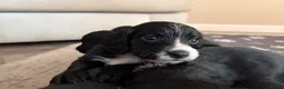 Cocker Spaniel dogs for sale: 6 Week old Working Cocker Spaniel Puppies - Advert 15