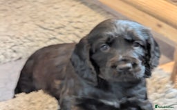 Cocker Spaniel dogs for sale: Beautiful Cocker Spaniel Puppies  - Image 4