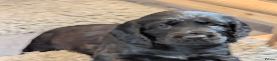 Cocker Spaniel Puppy 1