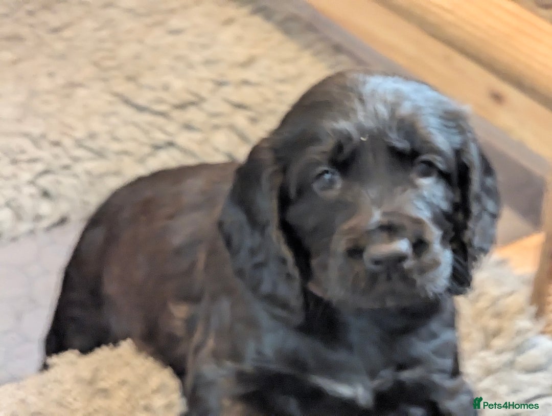 Cocker Spaniel dogs for sale: Beautiful Cocker Spaniel Puppies  - Image 4