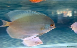 Discus fish for sale: Discus fish - Image 2