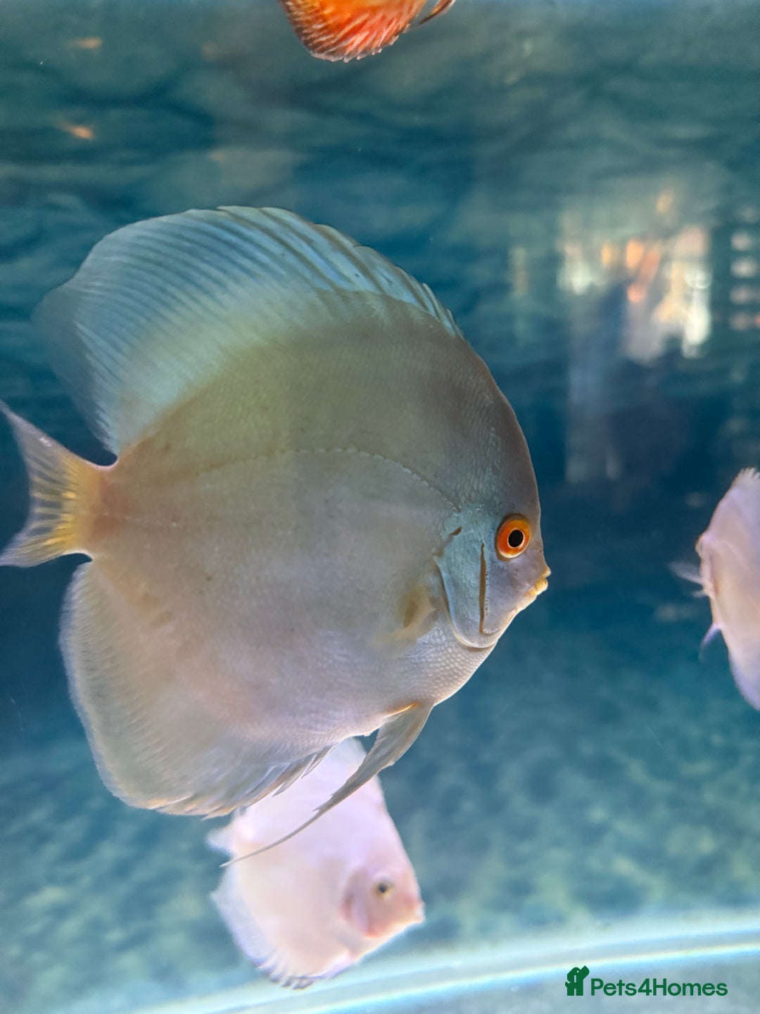 Discus fish for sale: Discus fish - Image 2