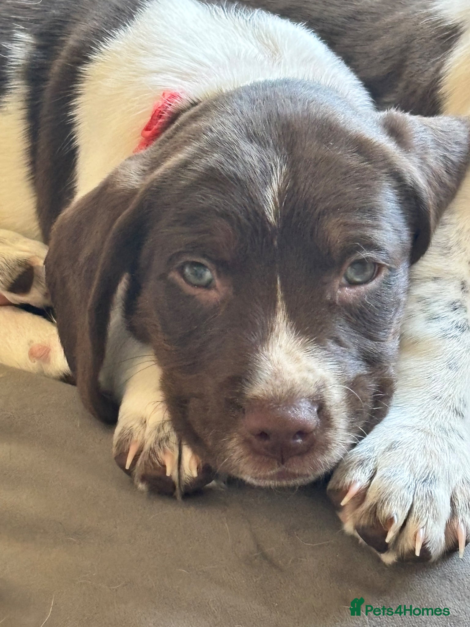 Sprocker dogs 1 smooth hair springer  boys 🐾 - Advert 11