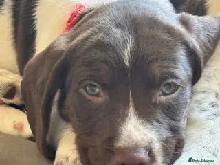 Sprocker dogs 1 smooth hair springer boys 🐾 - Advert 11