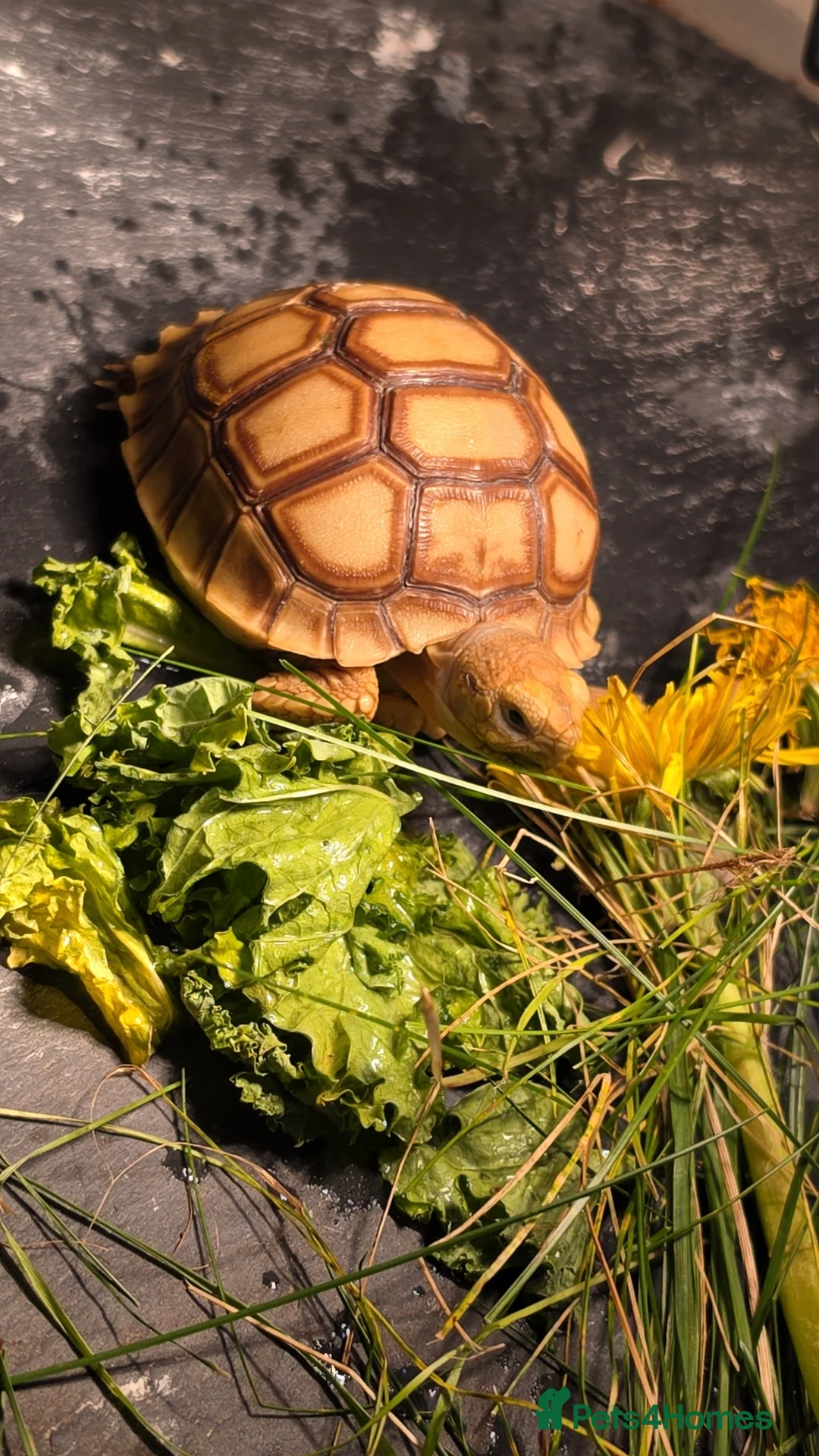 Tortoise reptiles for sale: 2026 baby sulcata available - Advert 3