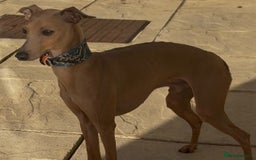 Italian Greyhound dogs for stud: MR MILO AT STUD ( HEALTH TESTED ) in Batley - Image 2