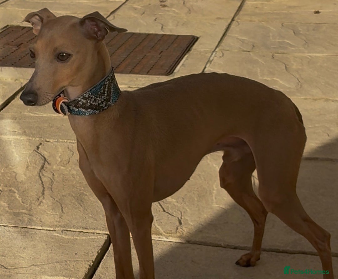 Italian Greyhound dogs for stud: MR MILO AT STUD ( HEALTH TESTED ) in Batley - Image 2