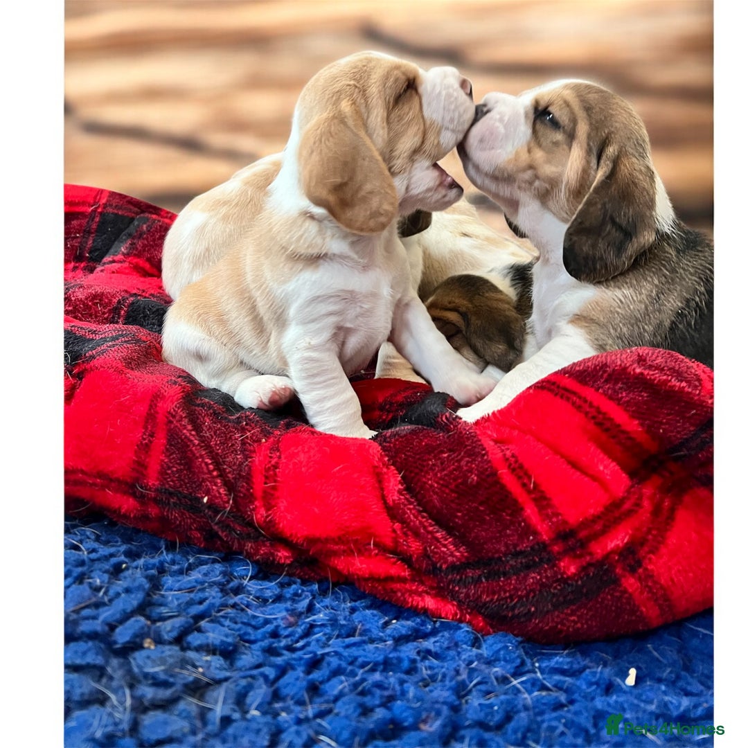 Beagle dogs for sale: Kc beagle puppies  - Advert 1