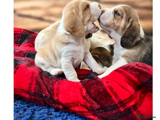 Beagle dogs for sale: Kc beagle puppies - Advert 1