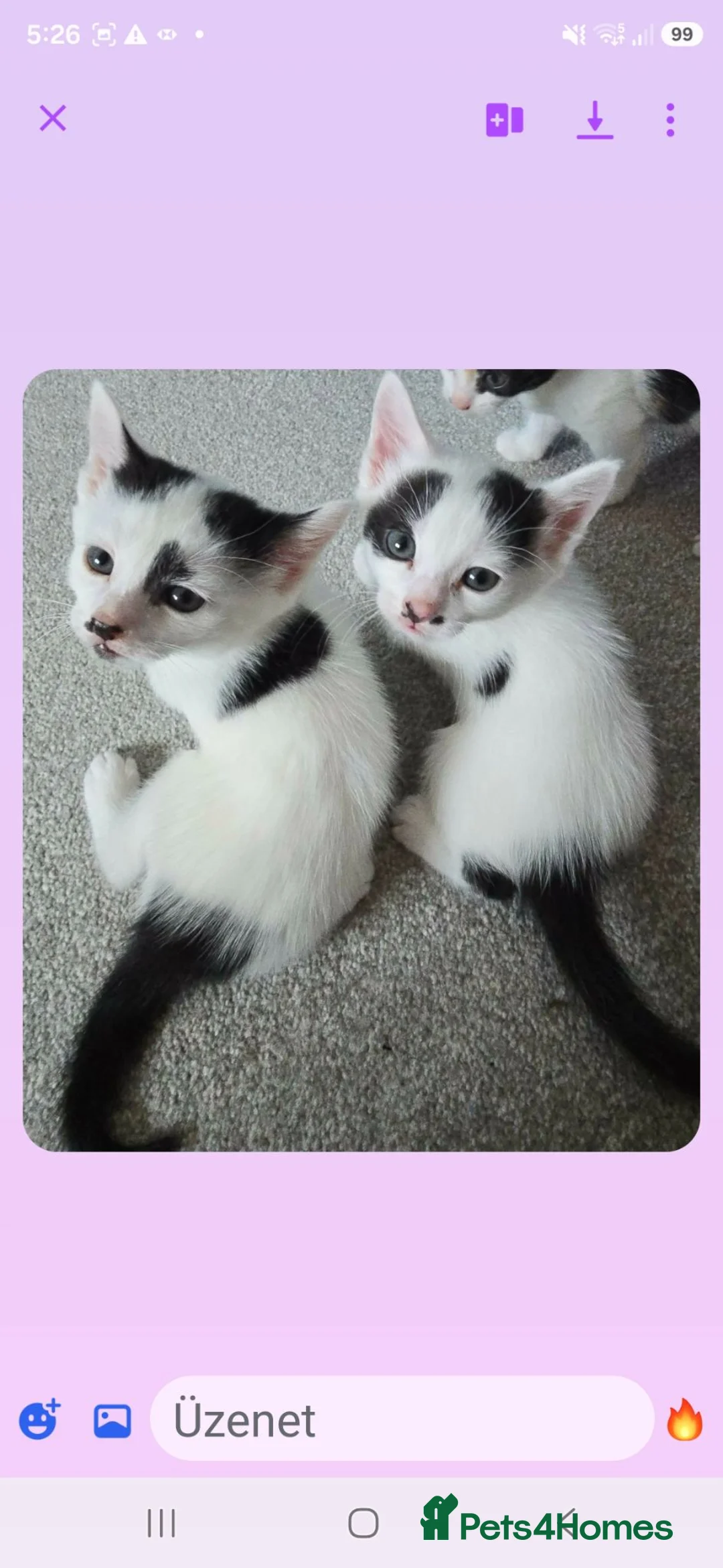 Mixed Breed cats for sale: Kittens - Advert 2