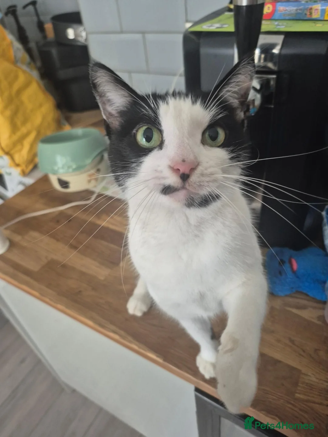 Domestic Shorthair cats for sale: Domestic short-haired female 6 yrs  in Plymouth - Advert 1