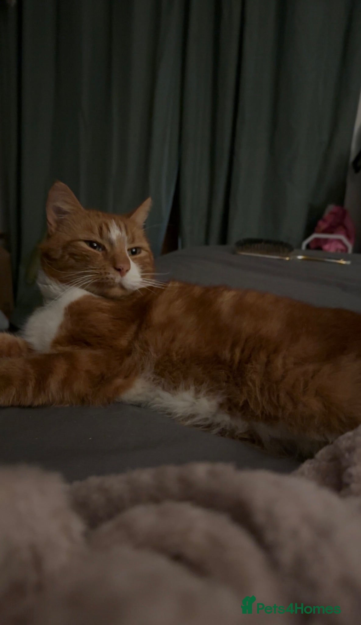 Mixed Breed cats for sale: Louie  - Advert 4