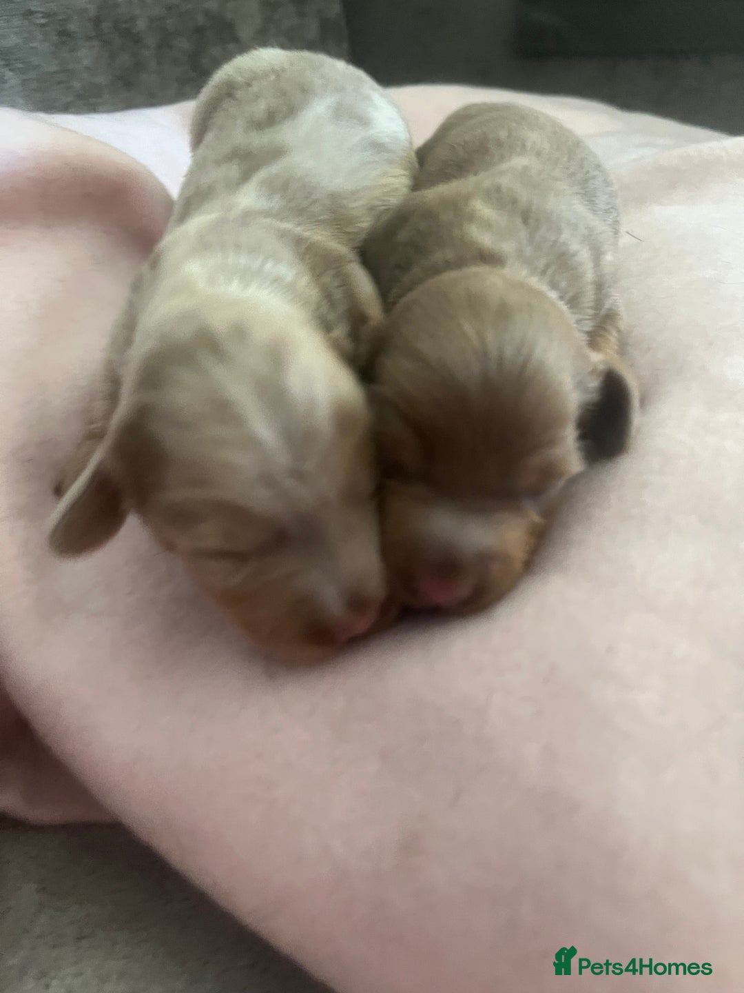 Miniature Dachshund dogs for sale: Mini longhaired Isabella/tan Dachshunds VACCINATED - Image 23