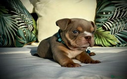 English Bulldog dogs for sale: Champion Bloodlines KC British Bulldogs - Image 23