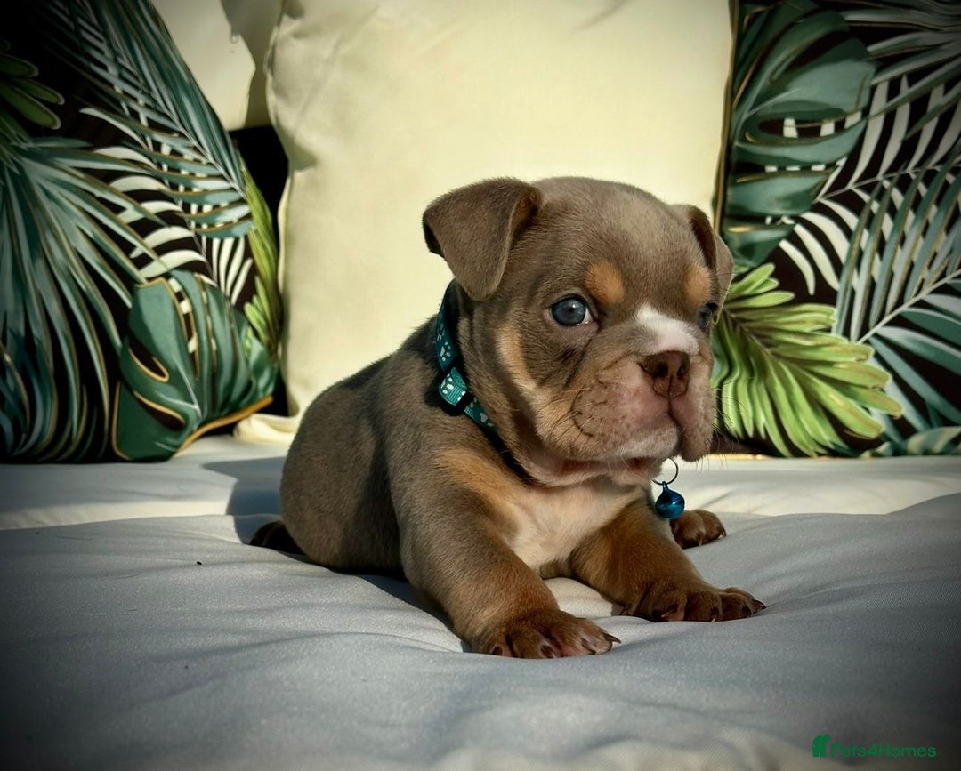 English Bulldog dogs for sale: Champion Bloodlines KC British Bulldogs - Image 23