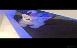 Domestic Shorthair cats for sale: 2 white kittens ready to move into their new homes - Image 14
