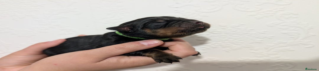 Green collar, boy