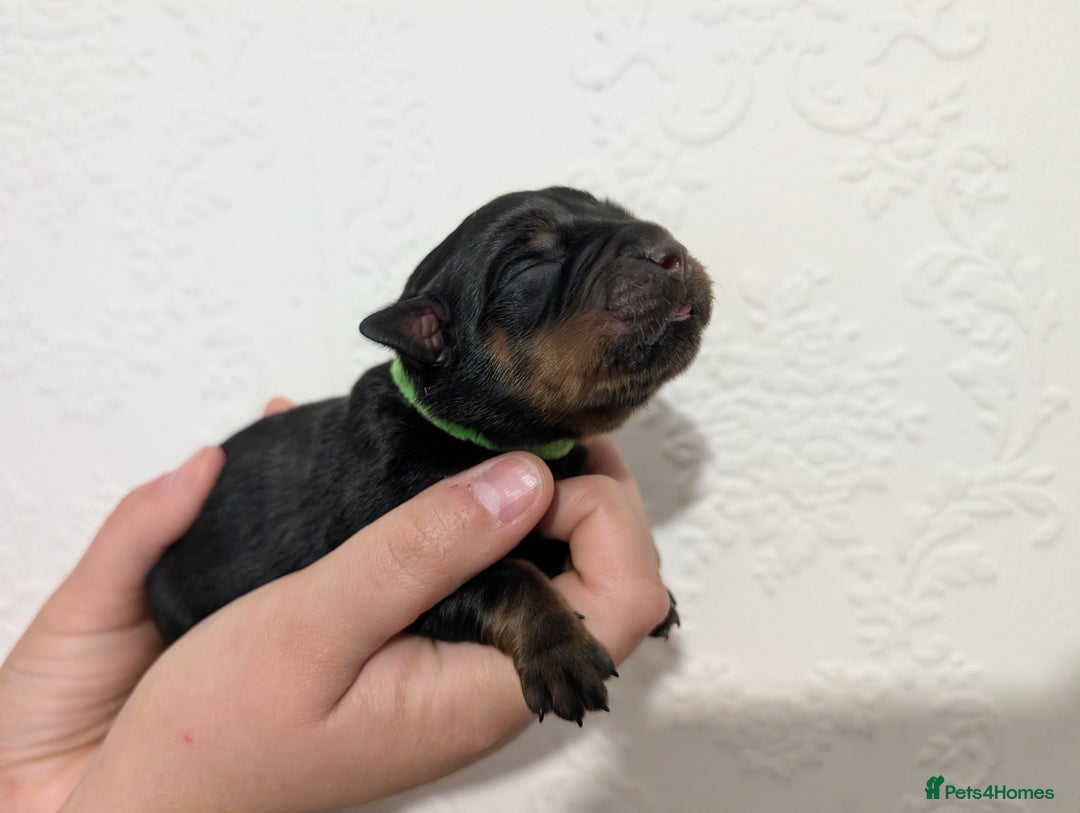 Rottweiler dogs for sale: 🐶 Rottweiler Puppies – German ADRK Bloodlines - Image 12