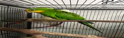 Parrots birds for sale: Superb parrot pair male and female  in Luton - Advert 19
