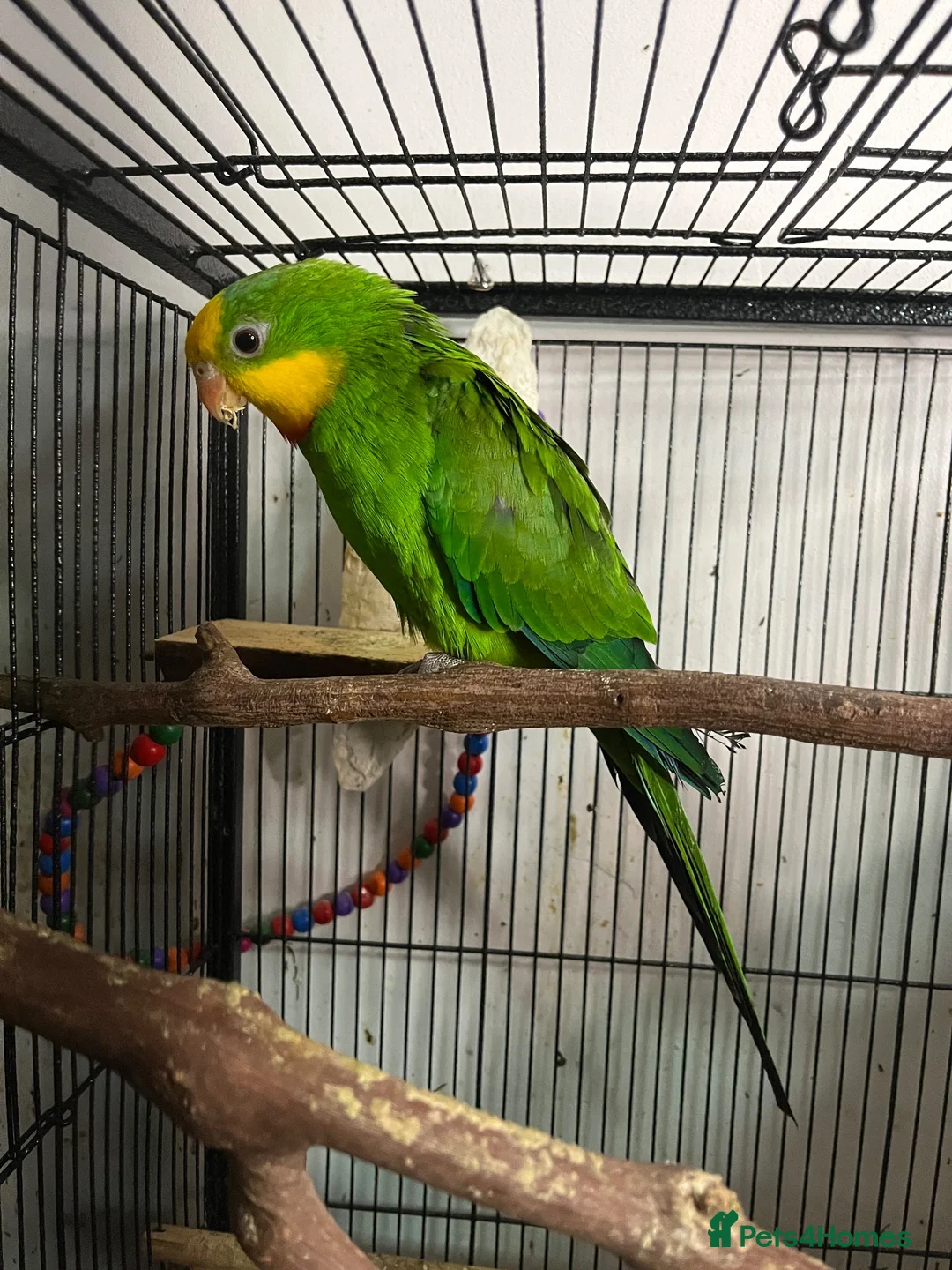 Parrots birds for sale: Superb parrot pair male and female  in Luton - Advert 19