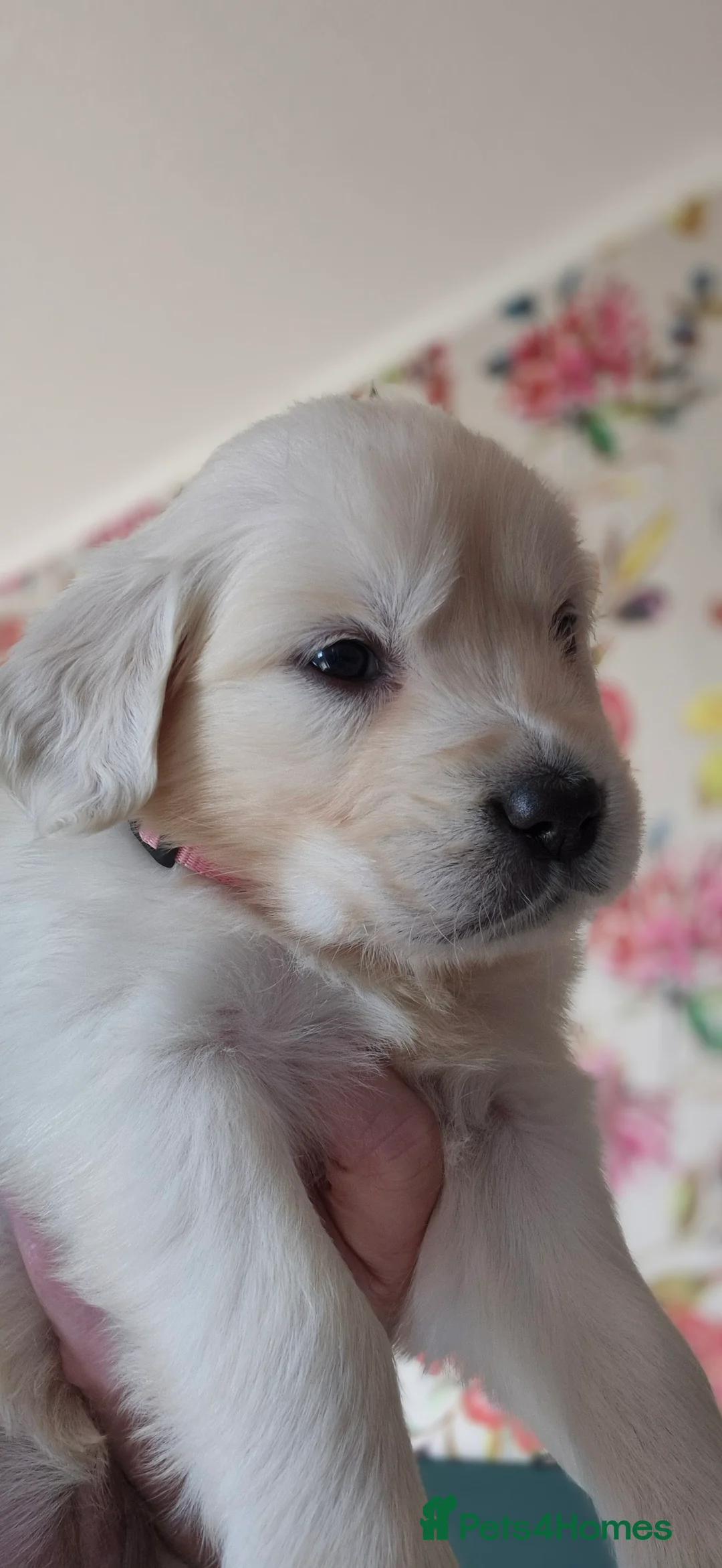 Golden Retriever dogs for sale: KC Registered Golden Retrievers - Advert 4