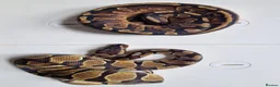 Python Snake reptiles for sale: Royal pythons in Dawlish - Advert 6