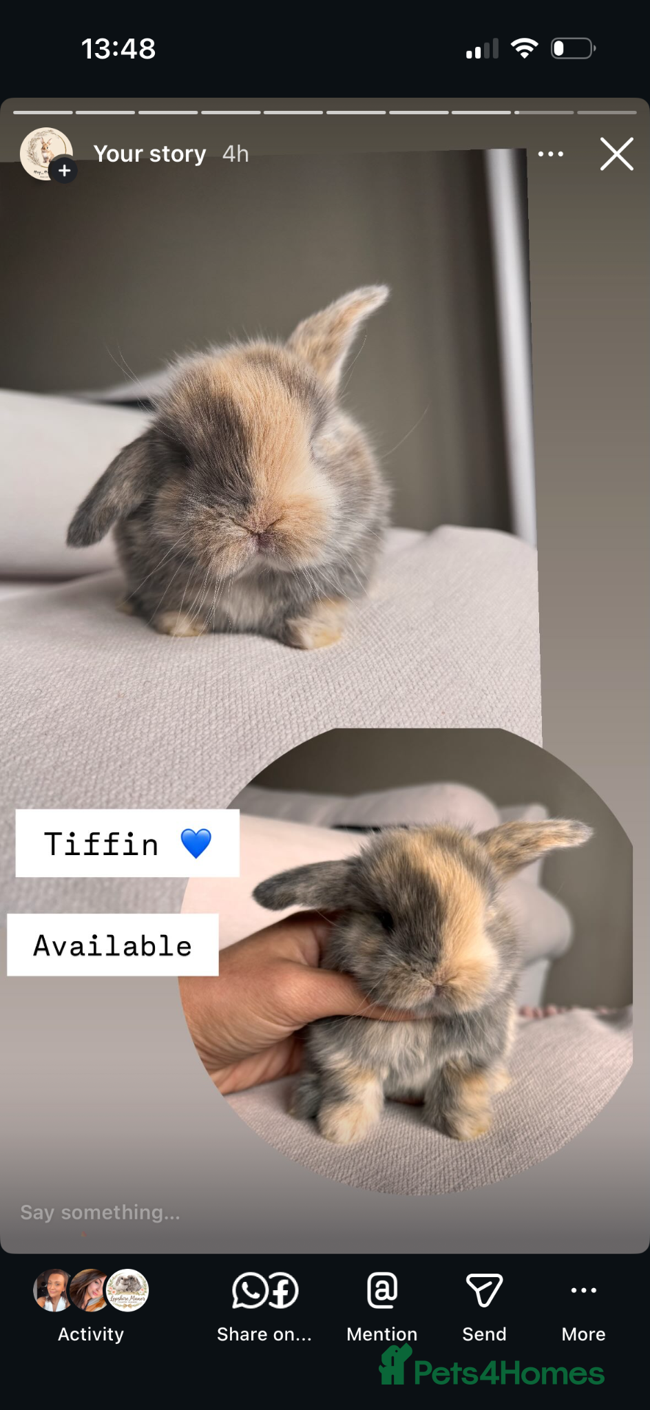 Mini Lop rabbits Mini lops for sale - Advert 14