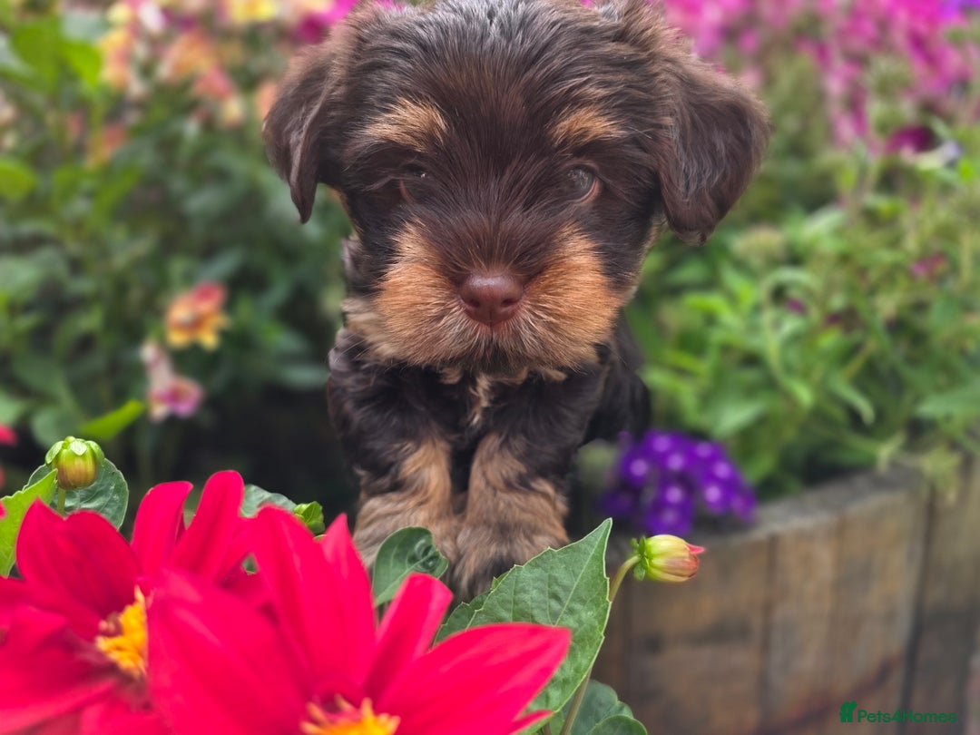 Yorkshire Terrier dogs for sale: Chocolate Yorkies  - Image 17
