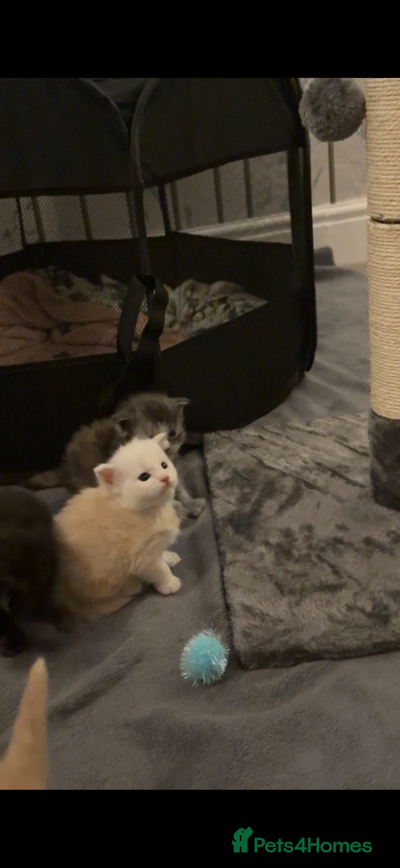 Maine Coon cats FULL BREED MAINECOONS - Advert 15