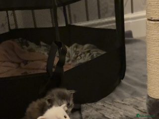 Maine Coon cats FULL BREED MAINECOONS - Advert 2