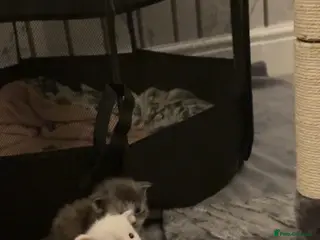 Maine Coon cats FULL BREED MAINECOONS - Advert 4