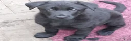 German Shepherd dogs for sale: Male Black German Shepherd Puppy - Advert 2