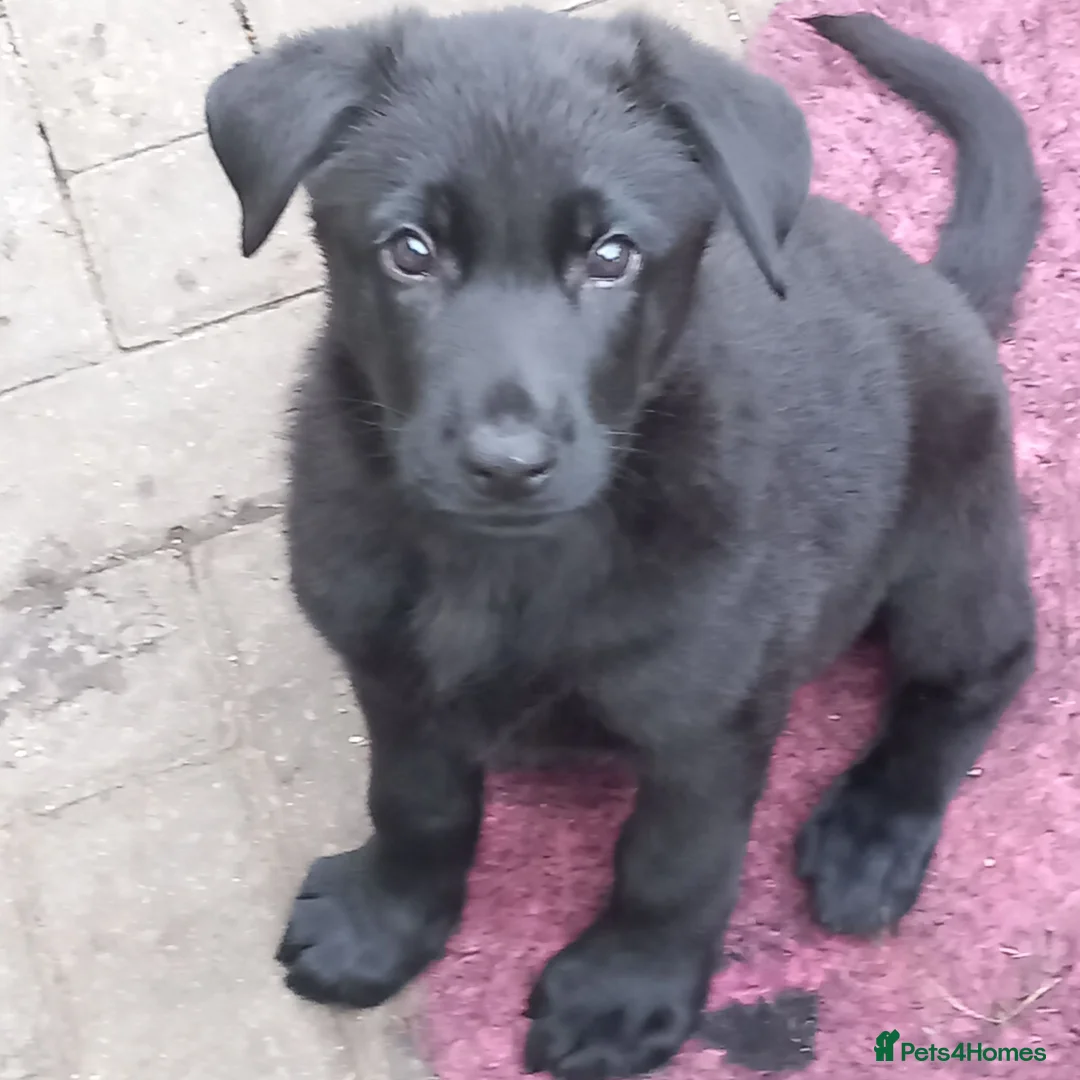 German Shepherd dogs for sale: Male Black German Shepherd Puppy - Advert 2