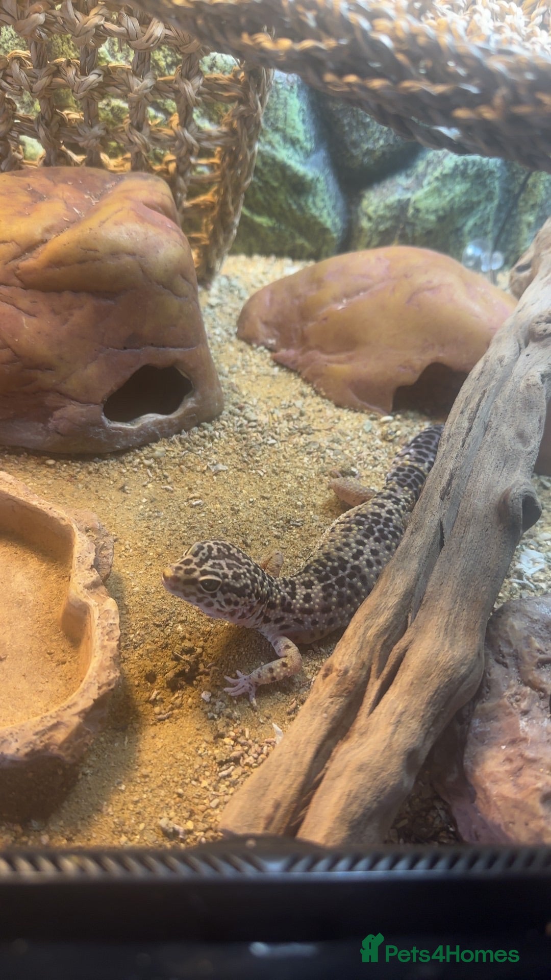 Gecko reptiles Leopard Geko  - Advert 1