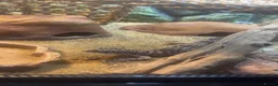 Gecko reptiles for sale: Leopard Geko  in Carlisle - Advert 1