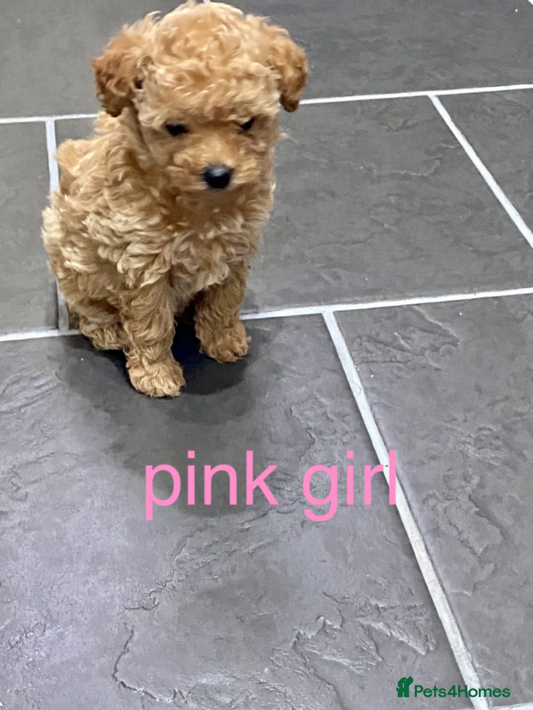 Poochon dogs for sale: ♥️RARE Tiny Asian Toy poodle Xx Toy Poochon ♥️ - Advert 13