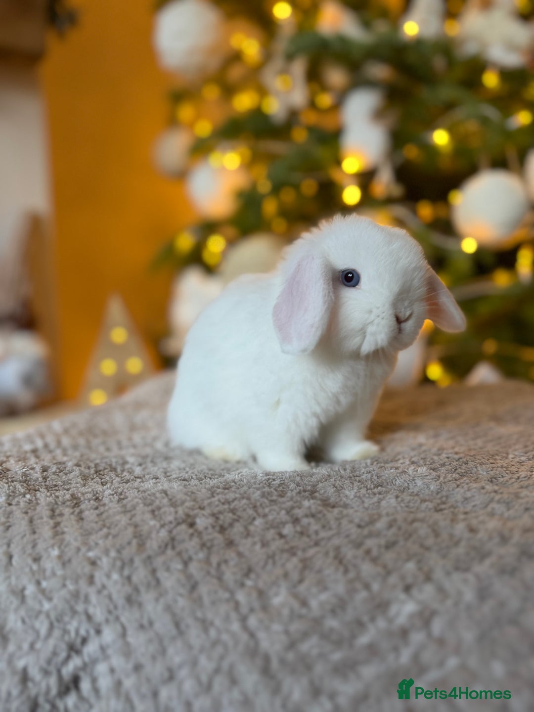 Mini Lop rabbits for sale: Mini lop  - Advert 3