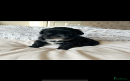 Shih Tzu dogs for sale: ✨✨Stunning Imperial puppies ✨✨ - Image 5