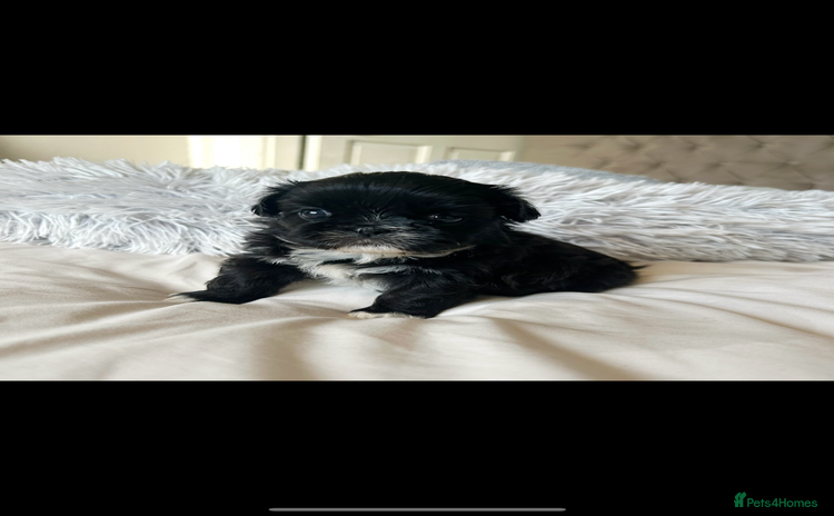 Shih Tzu dogs - Advert 1