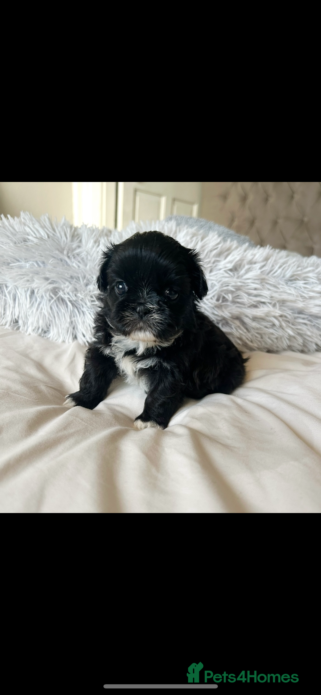 Shih Tzu dogs for sale: ✨✨Stunning Imperial puppies ✨✨ - Image 5