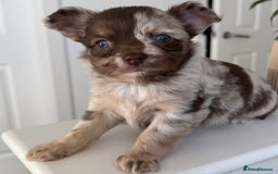 Chihuahua dogs for sale: Beautiful Longhaired Chihuahua Puppies - Image 2