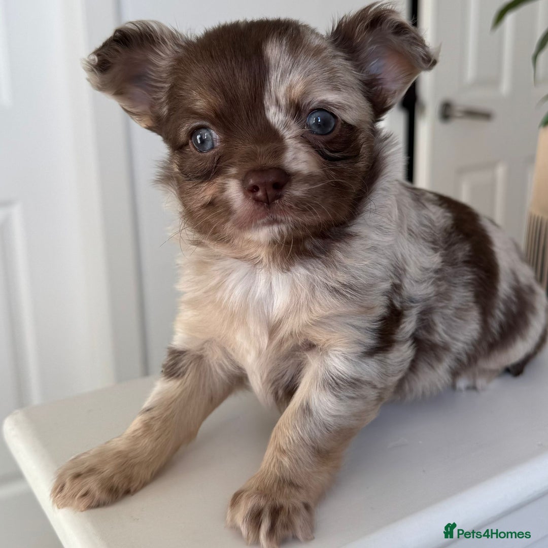 Chihuahua dogs for sale: Beautiful Longhaired Chihuahua Puppies - Image 2