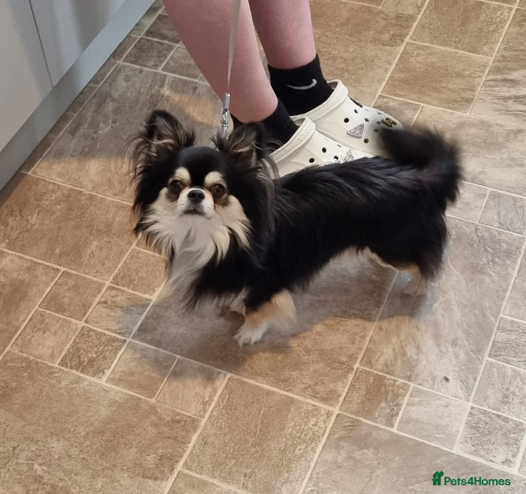 Chihuahua dogs for sale: Shorthaired tri chocolate chihuahuas puppies  - Advert 9