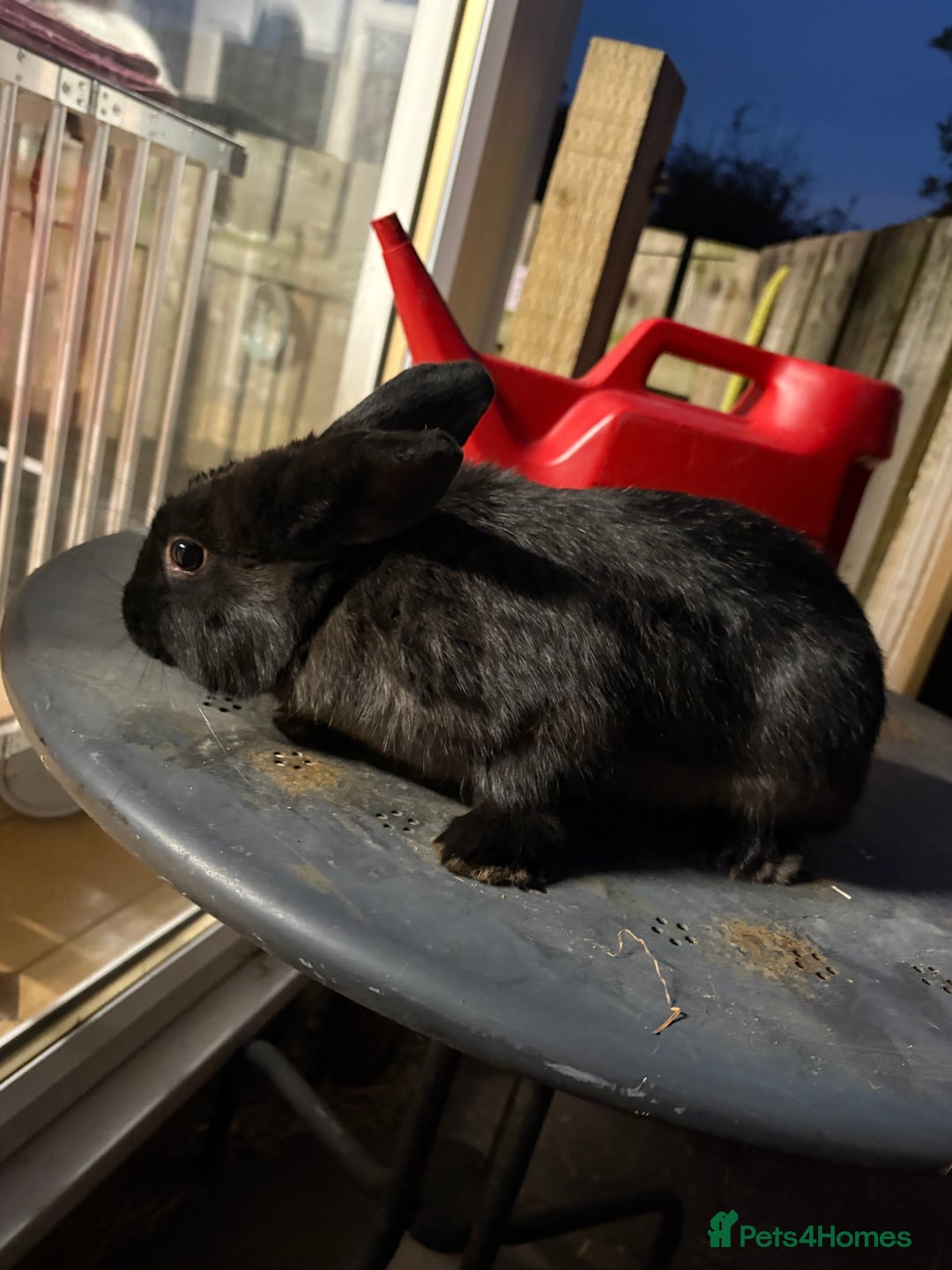 Mixed Breed rabbits for sale: Young buck  - Image 4