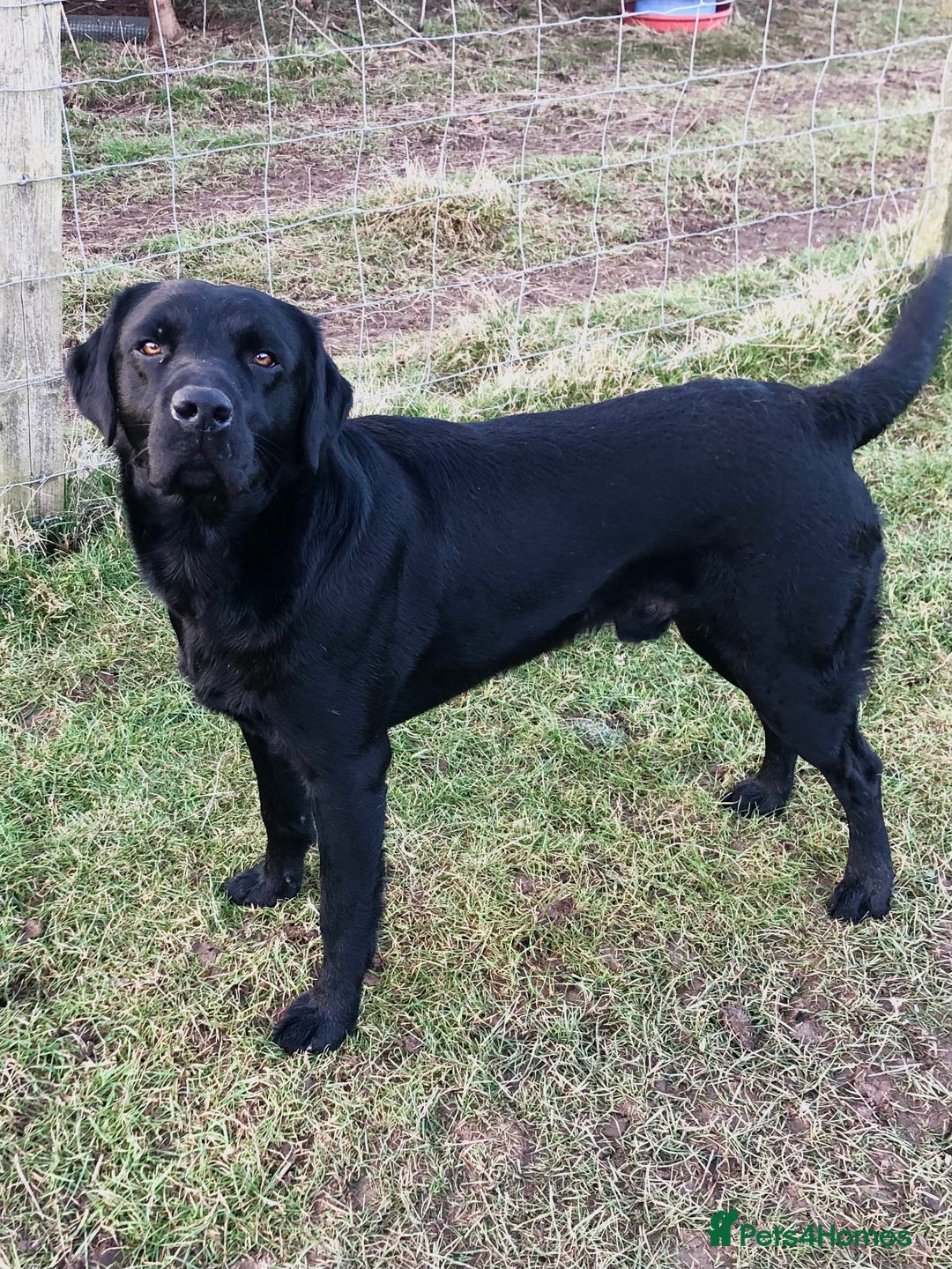 Labrador Retriever dogs for stud: stunning Labrador 0/0 hips 0/0 elbows  - Advert 4